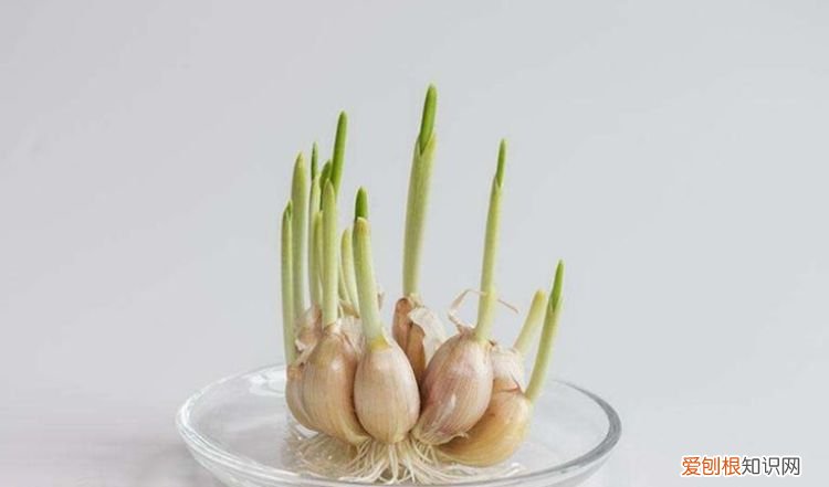 大蒜大蒜防止发芽，大蒜子怎么保存不发芽