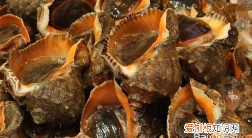 螺要煮多久才熟，水螺煮多久才熟