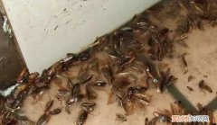 蟑螂在房间怎么把它引出来