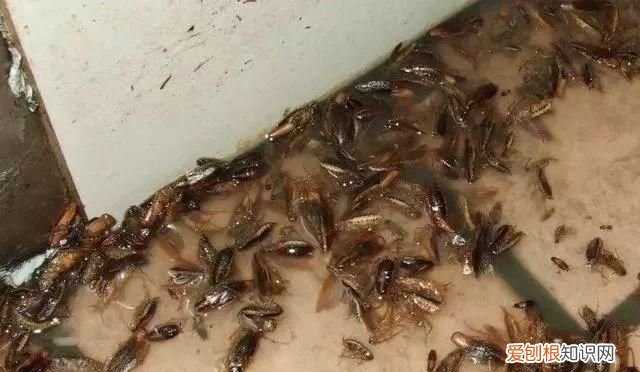 蟑螂在房间怎么把它引出来