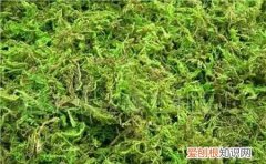 干水苔能用开水消毒吗