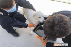 犬类留检所会处死狗吗