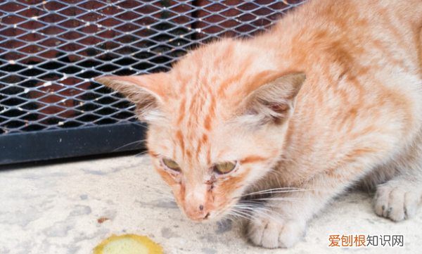 猫咪吐白沫黏液怎么办，猫咪一直吐白色泡沫怎么办抽搐
