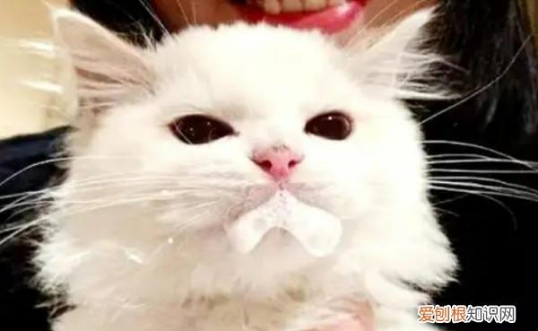 猫咪吐白沫黏液怎么办，猫咪一直吐白色泡沫怎么办抽搐