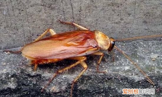 蟑螂可以飞吗,蟑螂快死时会飞出来