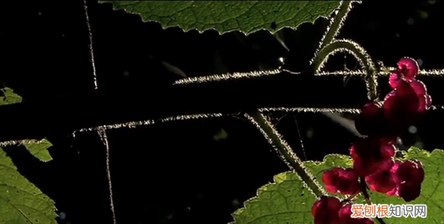 金皮树是杀人树吗 金皮树为何被称为自杀树