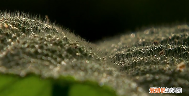 金皮树是杀人树吗 金皮树为何被称为自杀树