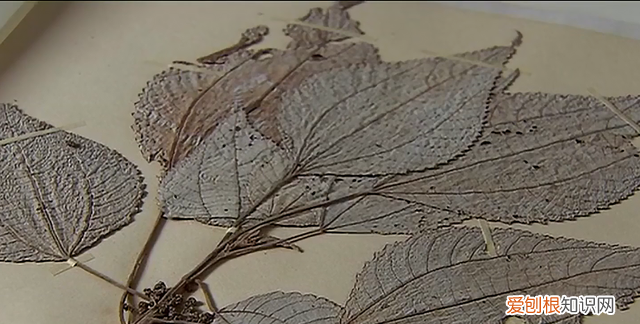 金皮树是杀人树吗 金皮树为何被称为自杀树