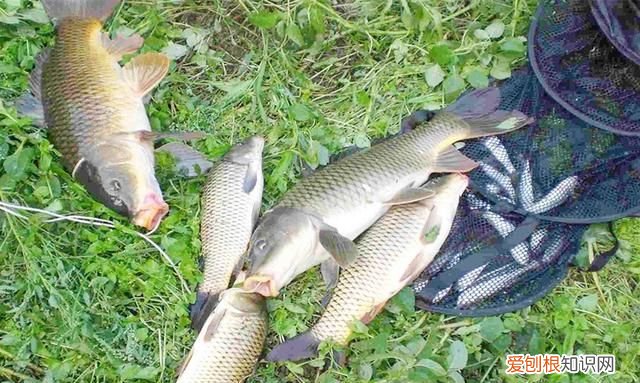 野钓鲤鱼饵料配方和技巧秘方,鲤鱼浮在水面为什么不吃饵料