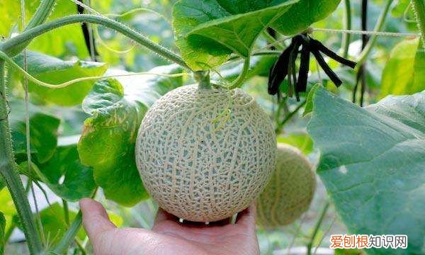 黄瓜怎样浸种催芽,香瓜催芽几个小时出芽