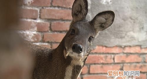 麝香是什么动物身上的图片，林麝的麝香在其身上哪里提取