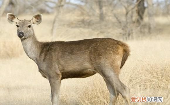 麝香是什么动物身上的图片，林麝的麝香在其身上哪里提取