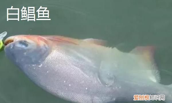 白鲳鱼有什么营养价值,3-5厘米白鲳鱼一年可以长多大