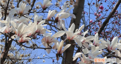 白玉兰能盆栽，白玉兰花的养殖方法和注意事项 盆栽,如何过冬