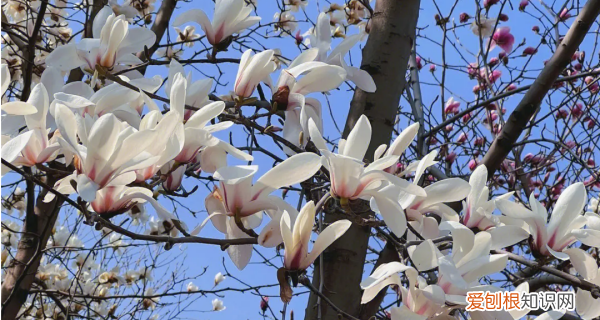 白玉兰能盆栽，白玉兰花的养殖方法和注意事项 盆栽,如何过冬