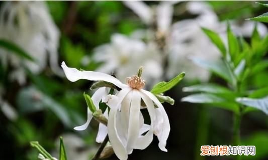 白玉兰能盆栽，白玉兰花的养殖方法和注意事项 盆栽,如何过冬