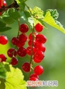 猪血怎么煮才不会变老才好吃 煮猪血怎么样才能嫩一点?