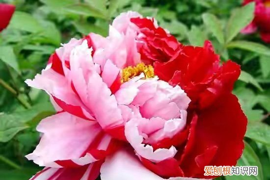 北京牡丹花在哪看，北京植物园卧佛寺几点开门