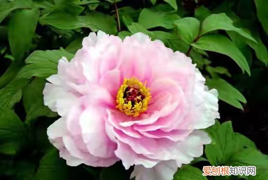 北京牡丹花在哪看，北京植物园卧佛寺几点开门