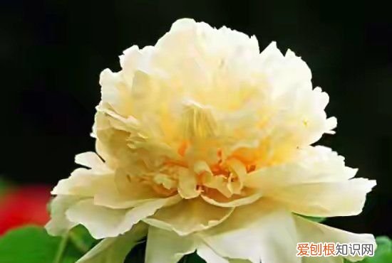 北京牡丹花在哪看，北京植物园卧佛寺几点开门