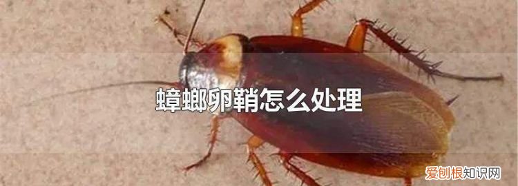 蟑螂死后怎么处理，蟑螂死后为什么会有一条虫子