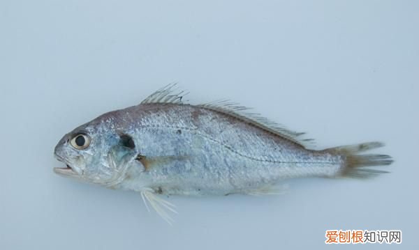 白姑鱼有什么营养价值，渤海钓白姑鱼最佳时间