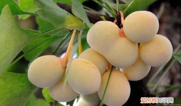 银杏树为什么那么珍贵,你知道吗英语