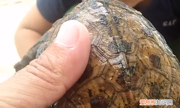 如何去除乌龟身上的绿藻，乌龟身上长青苔了怎么清除?