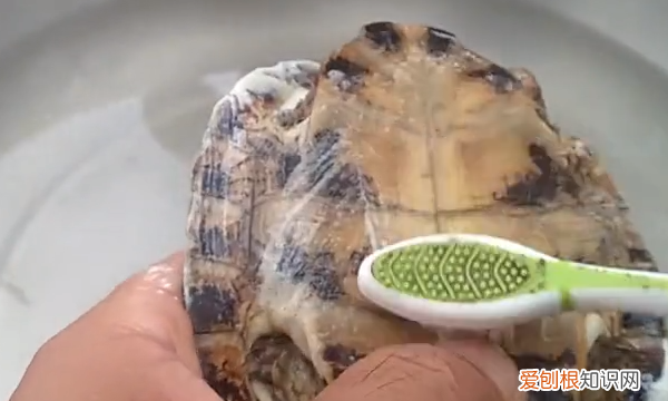 如何去除乌龟身上的绿藻，乌龟身上长青苔了怎么清除?