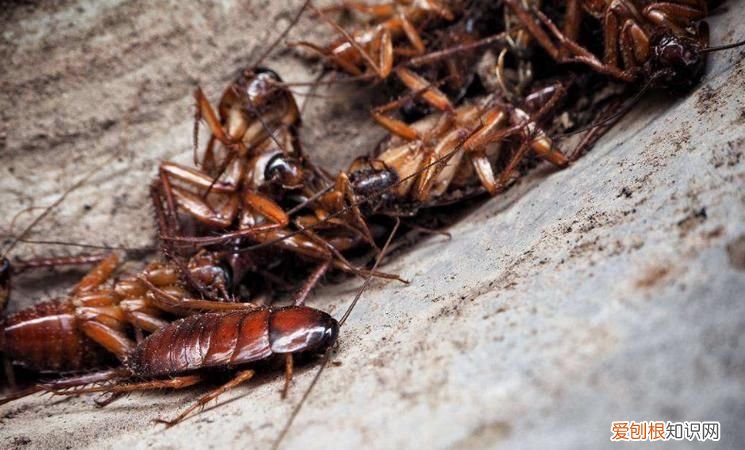 蟑螂以什么为食物，蟑螂怕什么气味或者食物