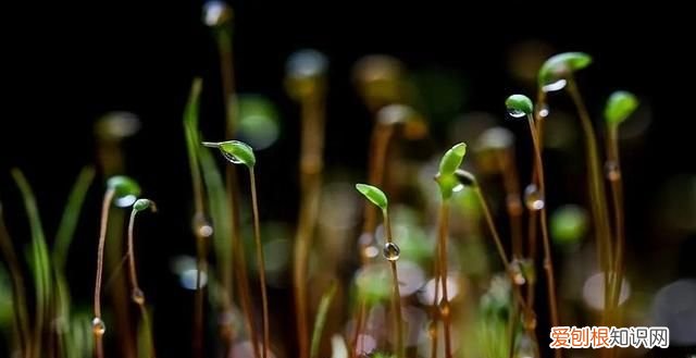 雨水的作用