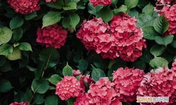 绣球花喜欢阳光，绣球花养护方法与注意事项