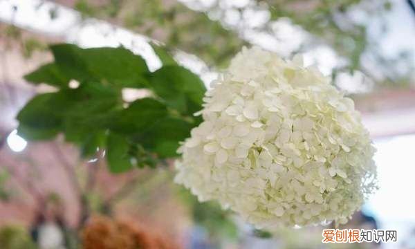 绣球花喜欢阳光，绣球花养护方法与注意事项