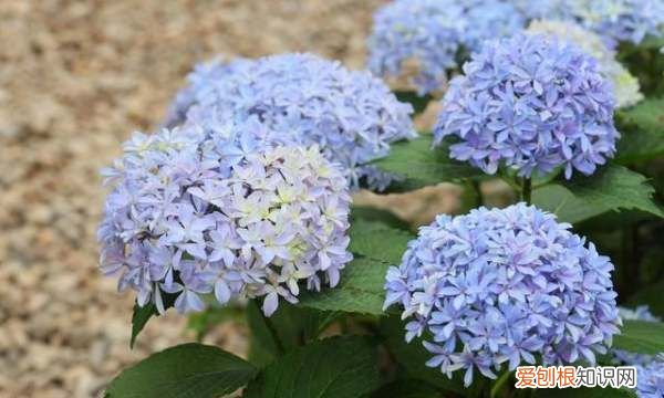 绣球花喜欢阳光，绣球花养护方法与注意事项