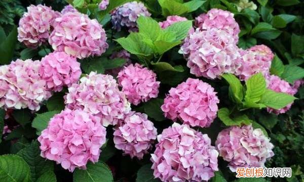 绣球花喜欢阳光，绣球花养护方法与注意事项