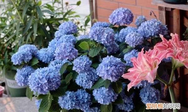 绣球花喜欢阳光，绣球花养护方法与注意事项