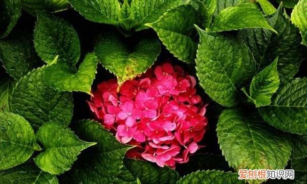 绣球花喜欢阳光，绣球花养护方法与注意事项