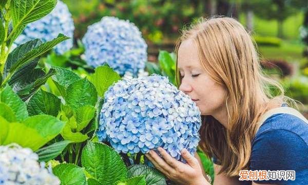 绣球花喜欢阳光，绣球花养护方法与注意事项