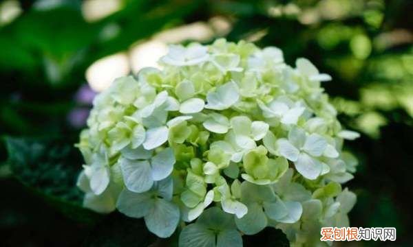 绣球花喜欢阳光，绣球花养护方法与注意事项