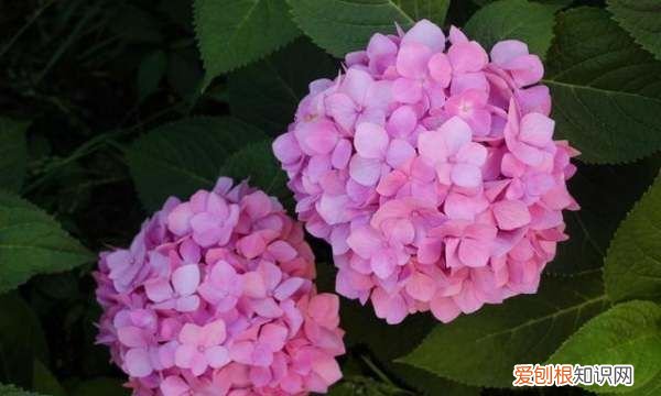 绣球花喜欢阳光，绣球花养护方法与注意事项