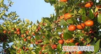 怎样形容枣树果实累累