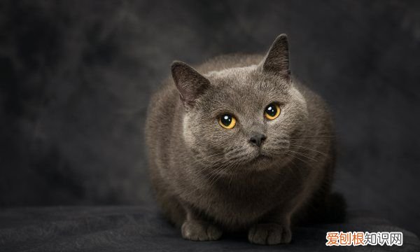 英短蓝猫为什么不粘人，英短蓝猫的优缺点都有哪些?