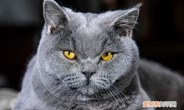 英短蓝猫为什么不粘人，英短蓝猫的优缺点都有哪些?