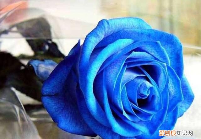 蓝颜知己你知道是什么意思吗,蓝颜知己的意思