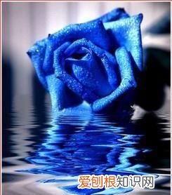 蓝颜知己你知道是什么意思吗,蓝颜知己的意思