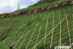边坡复绿的几种方法，矿山土地生态恢复一般种植什么灌木