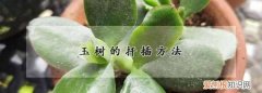 用叶插方法繁殖玉树，玉树的扦插方法和注意事项