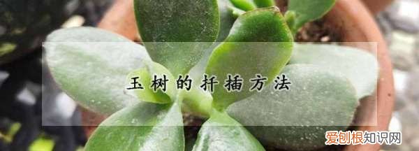 用叶插方法繁殖玉树，玉树的扦插方法和注意事项