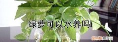 绿萝可以水养