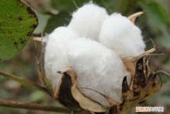 植物棉是什么材料，植物羊绒棉是什么面料